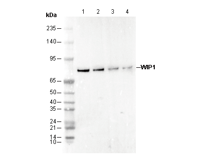 WIP1 Antibody