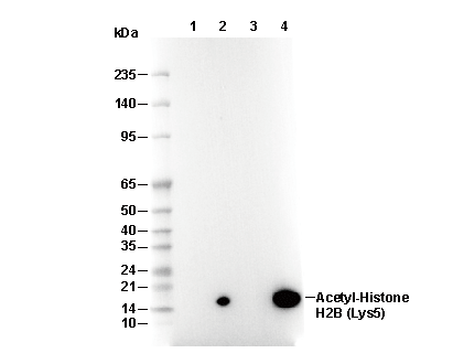 Acetyl-Histone H2B (Lys5) Antibody