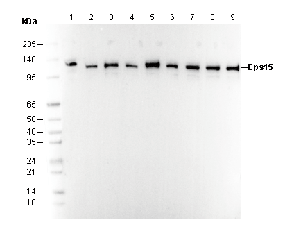Eps15 Antibody