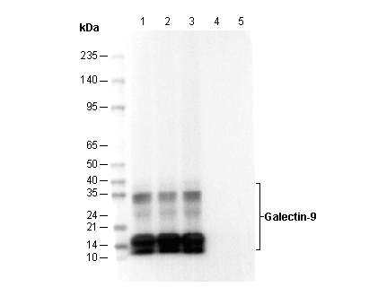 Galectin-9 Antibody