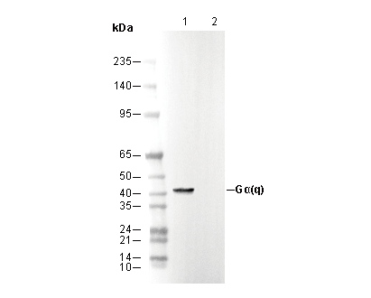 Gα(q) Antibody