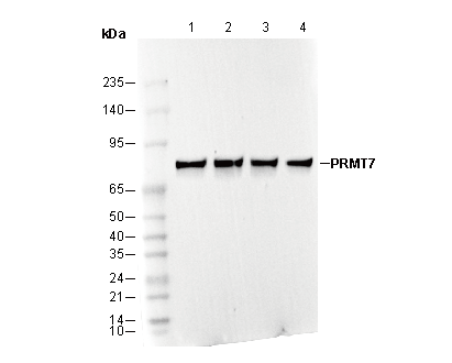 PRMT7 Antibody