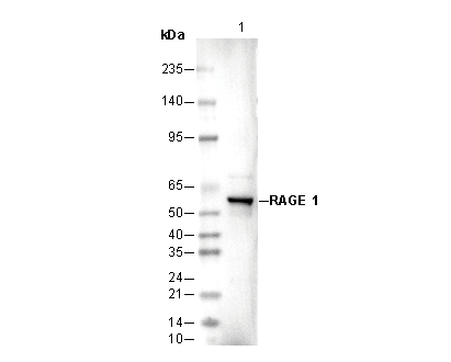 RAGE 1 Antibody
