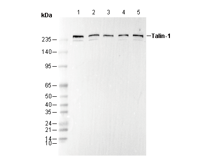 Talin-1 Antibody
