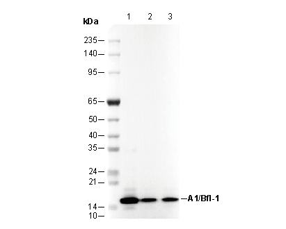 A1/Bfl-1 Antibody