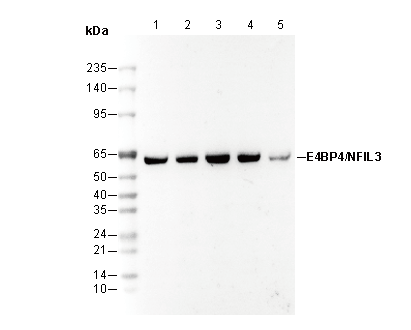 E4BP4/NFIL3 Antibody