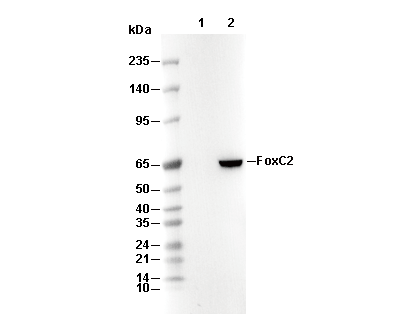 FoxC2 Antibody
