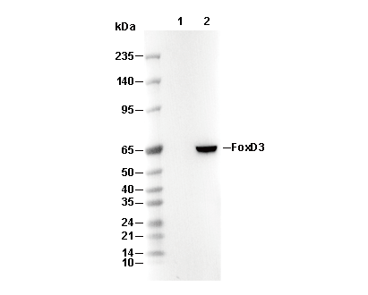 FoxD3 Antibody
