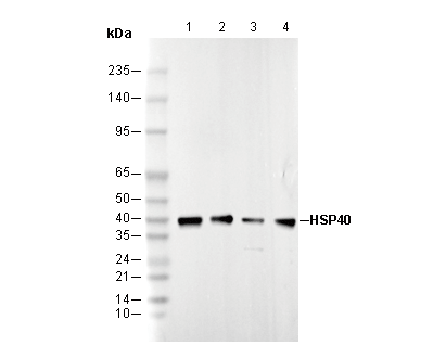 HSP40 Antibody