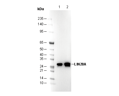 LIN28A Antibody