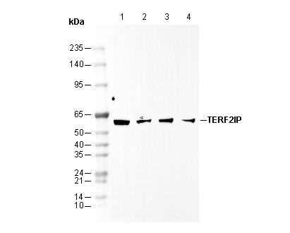 TERF2IP Antibody