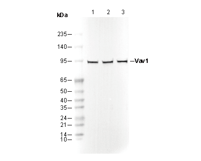 Vav1 Antibody