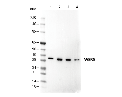WDR5 Antibody