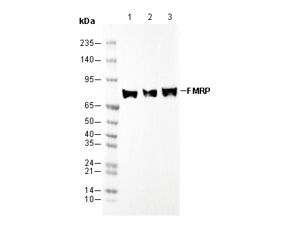 FMRP Antibody