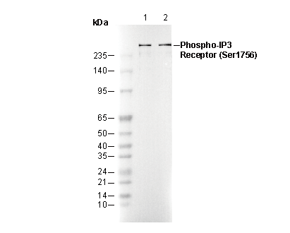 Phospho-IP3 Receptor (Ser1756) Antibody