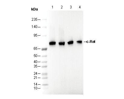 c-Rel Antibody