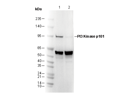 PI3 Kinase p101 Antibody