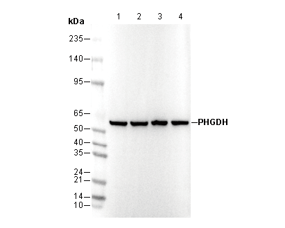 PHGDH Antibody