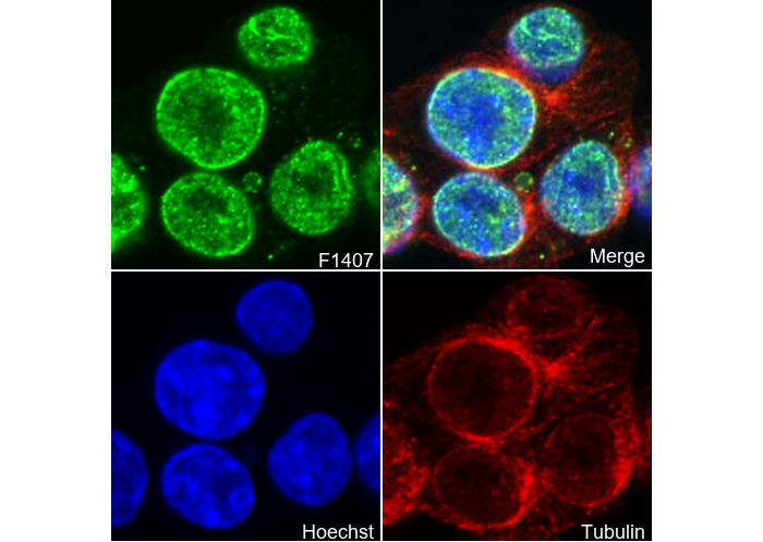 Exportin-1/CRM1 Antibody