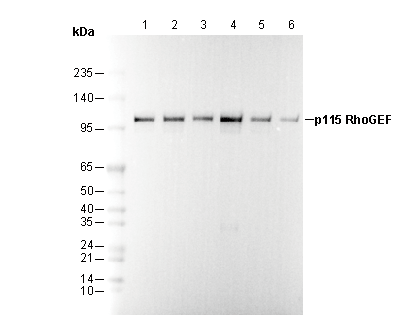 p115 RhoGEF Antibody