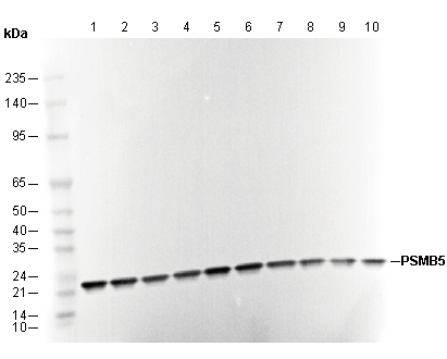 PSMB5 Antibody