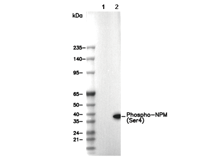 Phospho-NPM (Ser4) Antibody