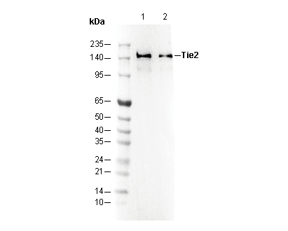 Tie2 Antibody