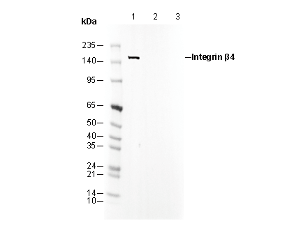 Integrin β4 Antibody