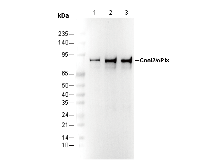 Cool2/αPix Antibody