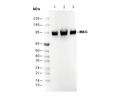 MAG Antibody