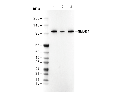 NEDD4 Antibody