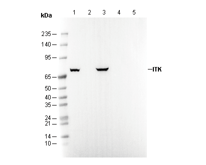 ITK Antibody