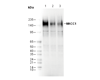 NKCC1 Antibody