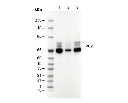 PC Antibody