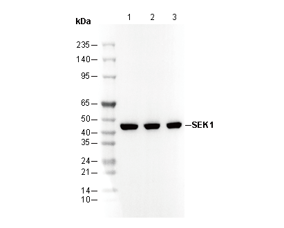 SEK1 Antibody