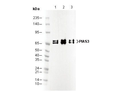PIAS3 Antibody
