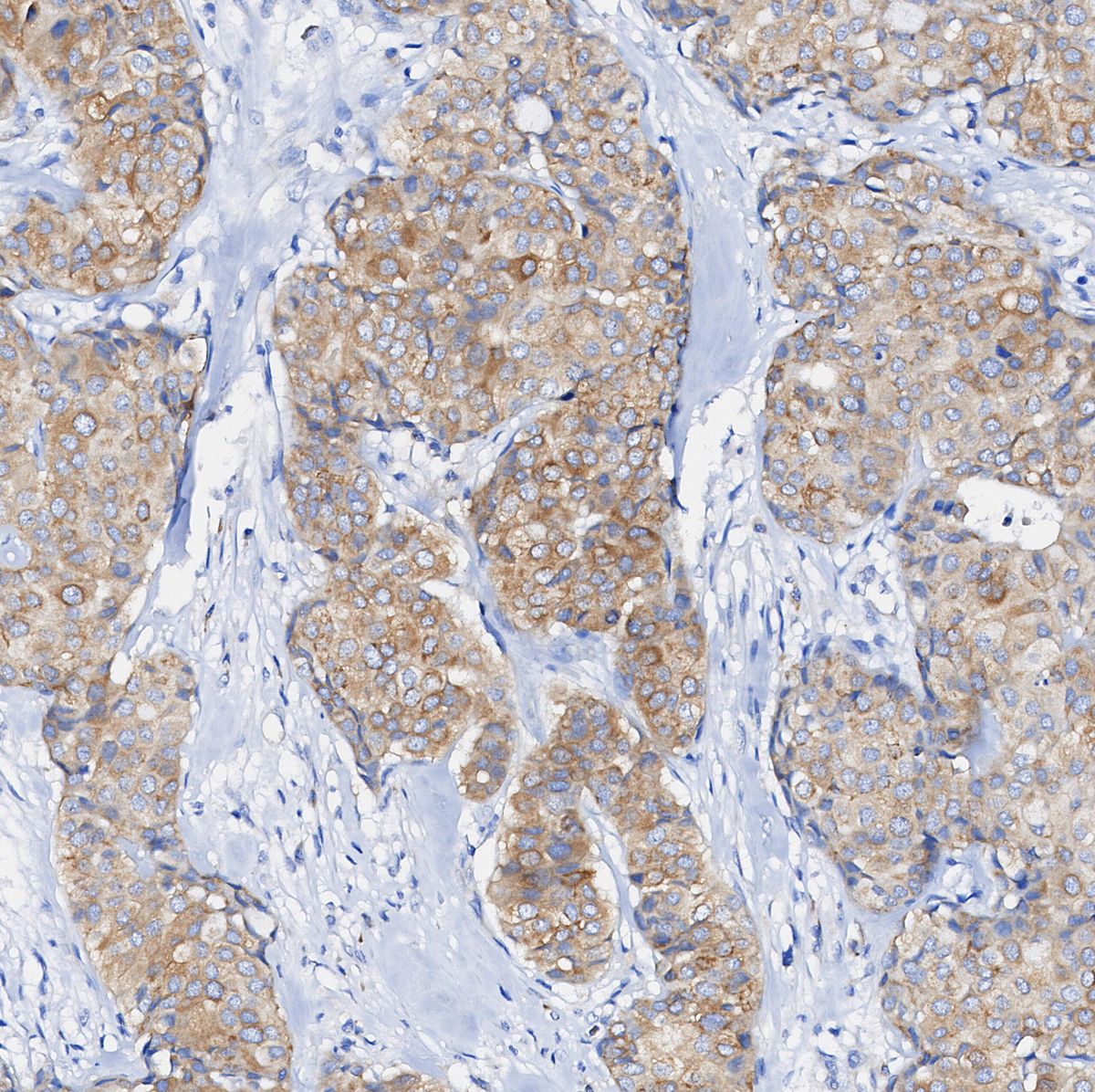 Tubulin Antibody