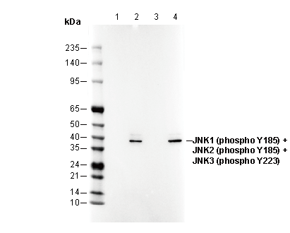 Phospho-JNK1/2/3 (Tyr185/185/223) Antibody