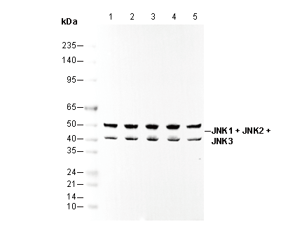 JNK1 + JNK2 + JNK3 Antibody
