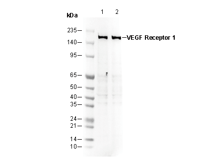 VEGF Receptor 1 Antibody