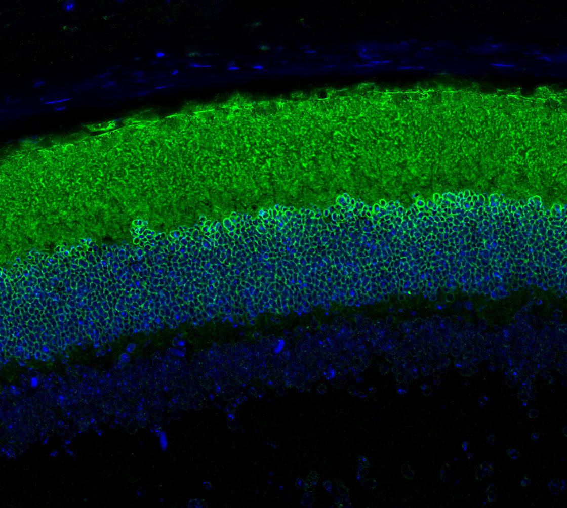 Rhodopsin Antibody