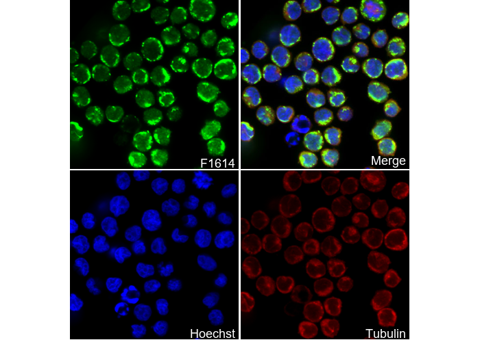 Myeloperoxidase Heavy Chain Antibody