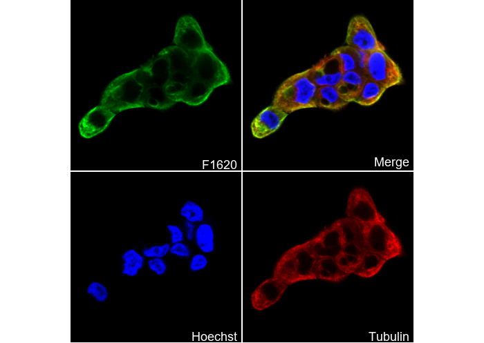 Cytokeratin 14 Antibody