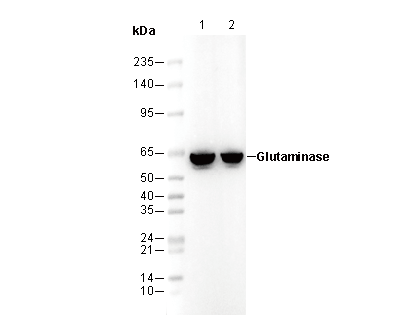 Glutaminase Antibody
