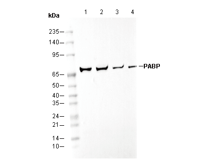 PABP1 Antibody