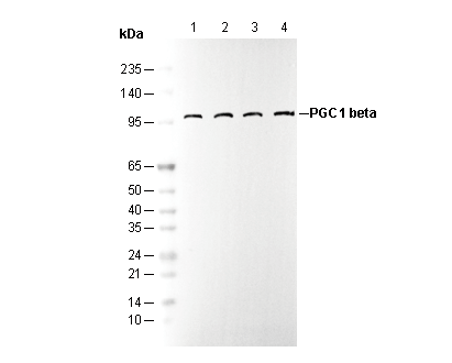 PGC 1β Antibody