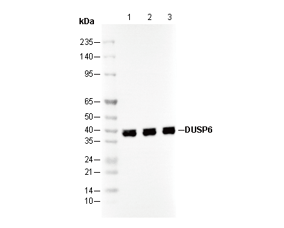 DUSP6 Antibody