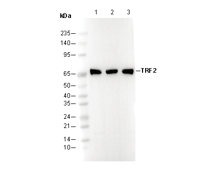 TRF2 Antibody