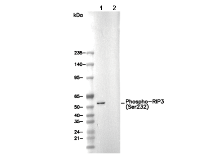 Phospho-RIP3 (Ser232) Antibody