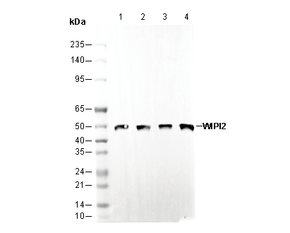WIPI2 Antibody